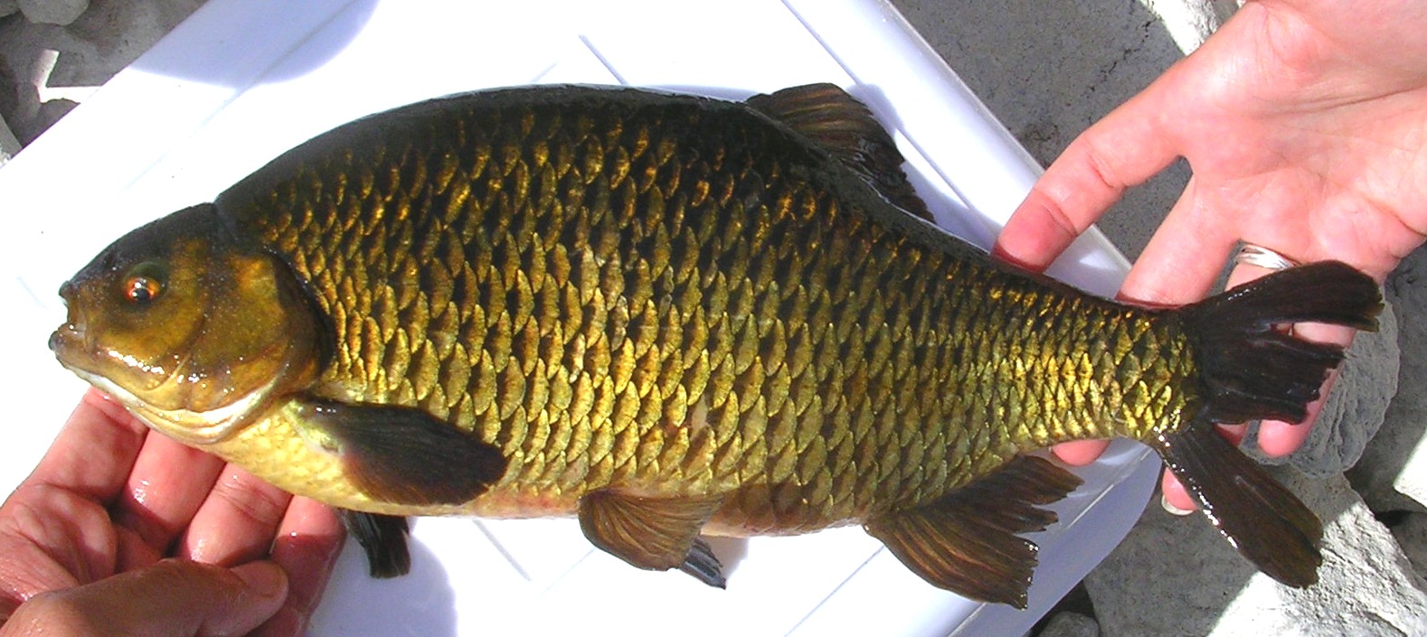 pesciolino